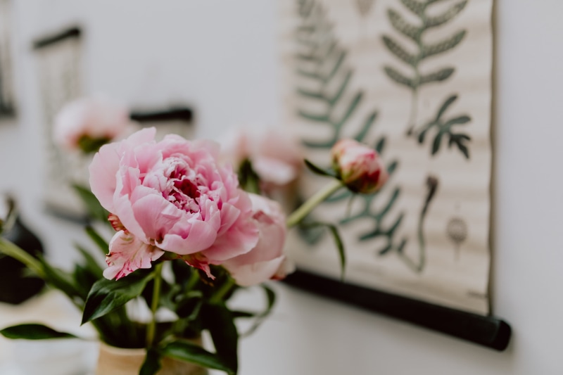 bouqet, close-up, blossom, pink, 4K, vulnerability, selective focus, indoors, bloom, flowers, beauty in nature, no people, plant, flower head, springtime