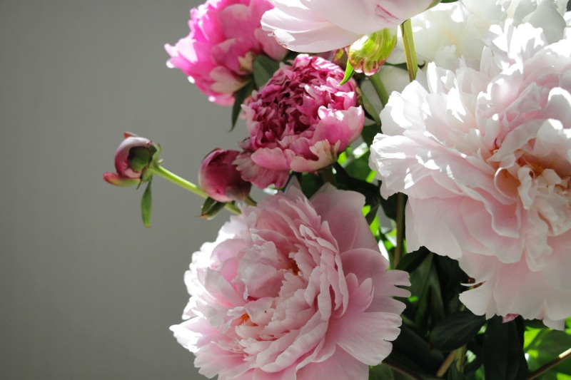 buds, flowers, 4K, peony, bouquet of peonies