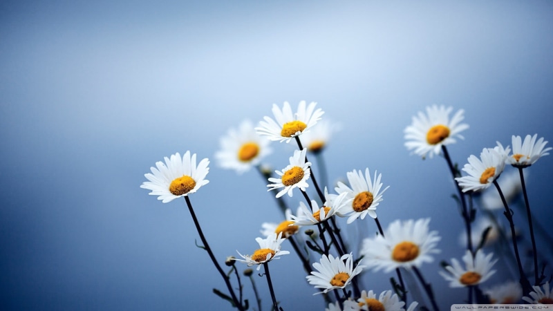 pollen, springtime, nature, inflorescence, flowering plant, flowers, 1080P, close-up, freshness, blue, growth, daisy, plant, no people, blossom, flower head