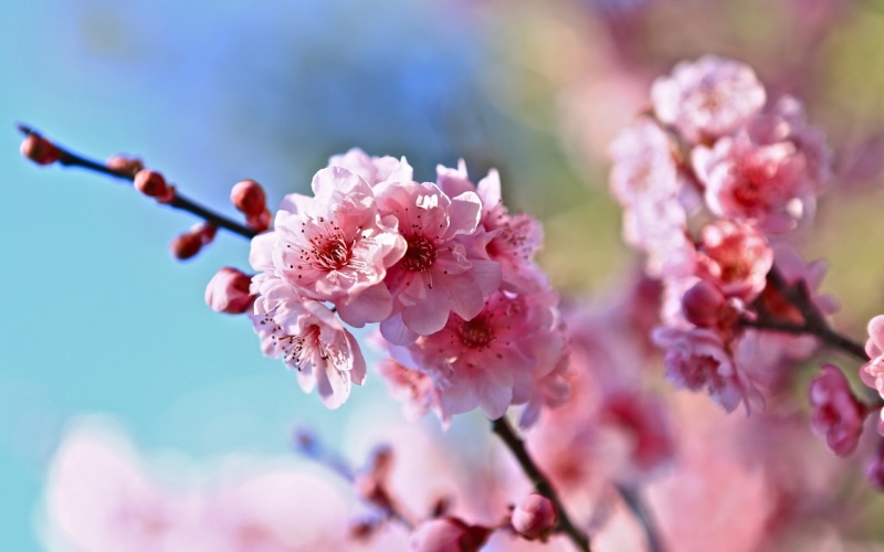 Cherry, 1080P, Blur, Spring, Flowers, Background, Pink, Twigs