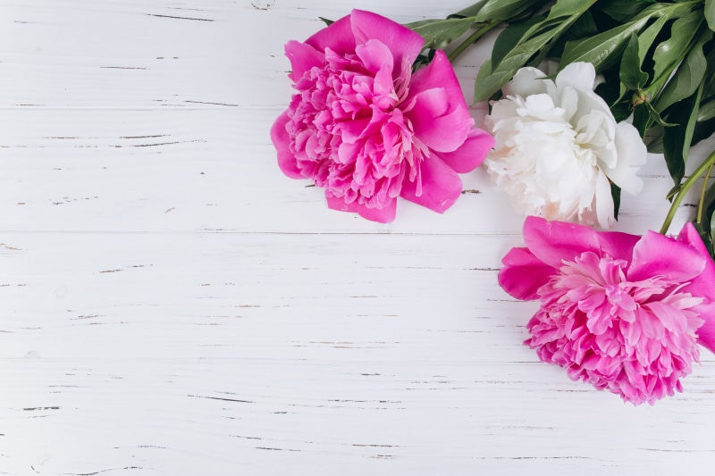 flowers, peonies, background, petals, 5K