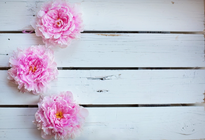 backdrop, indoors, plant, greeting, flower head, petaled, text space, petal, nature, pink, frame, flower arrangement, spring, summer, fragility, vulnerability