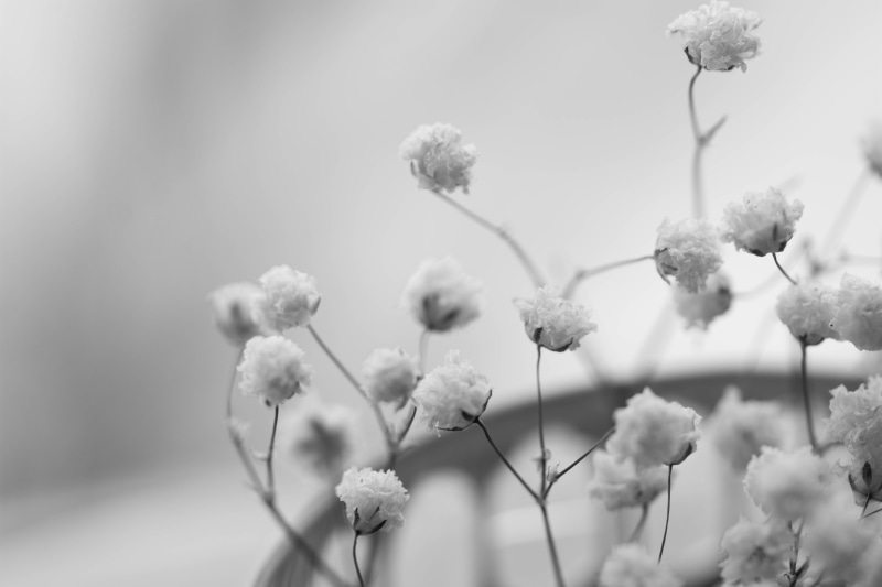 s, grayscale, dried, 5K, breath, Babys Breath, branch, plant, photo, backgrounds, flower, black and white, babys-breath, nature, springtime, baby, Fading