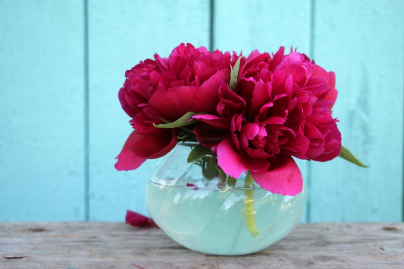 Burgundy peonies, peony, peonies, flowers in a vase, mini bouquet, 4K, background, flowers, bouquet