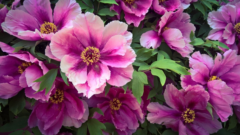 pink flowers, garden flower, plant, pink peony, 5K, peony