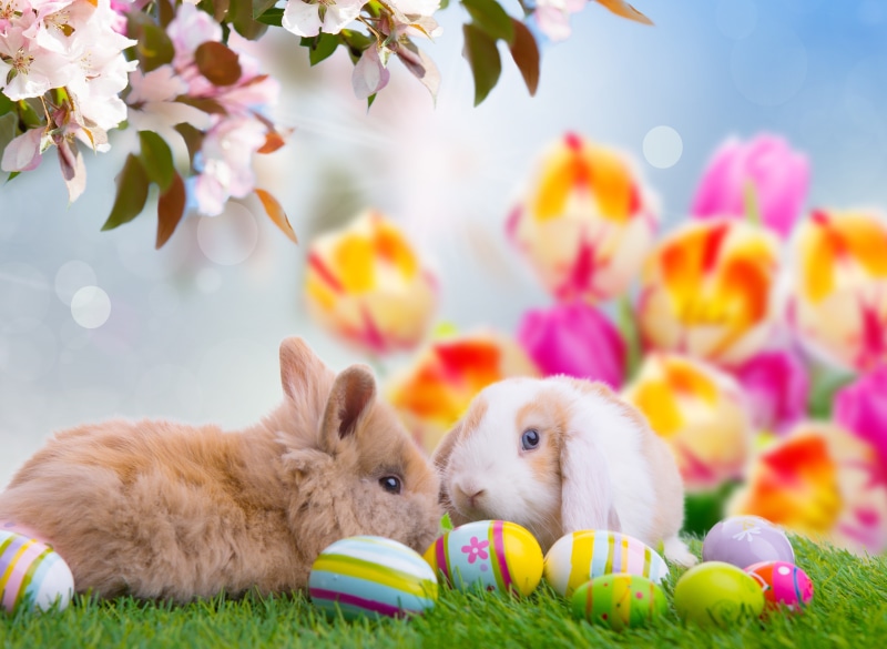 toy, basket, small, flowering plant, rabbit - Animal, animal Egg, holiday, vertebrate, flower, backgrounds, softness, green Color, plant, Easter, domestic animals