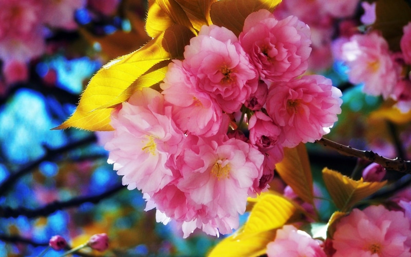 cherry, Beautiful, Flowers, Spring, Bloom, 1080P, blossom
