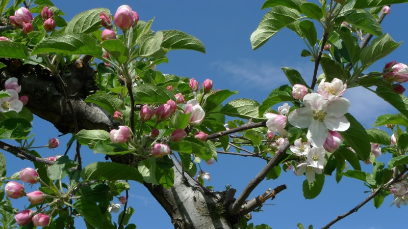 blossom, fruit, nature, sky, flower, blue, flowers, apple, time, blossoms, leaves, flowering, spring, hd, blue sky, 2K, fruit-trees, apples, trees