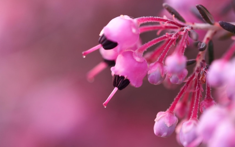 Spring, Flowers, Bloom, Pink, 1080P