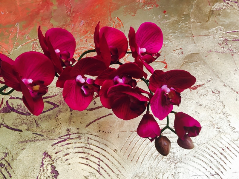 flower, vulnerability, bloom, inflorescence, orchid, maroon, flower head, high angle view, flowers, background, luxury, outdoors, beauty in nature, flowering plant
