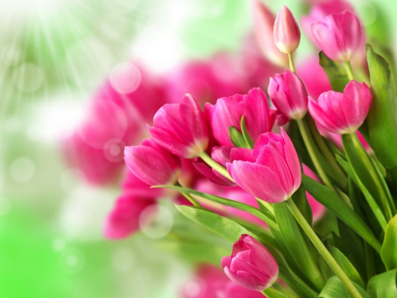 Pink, 1080P, Tulips, Bouquet, Flowers
