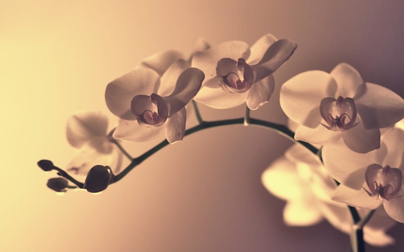 indoors, no people, plants, beauty in nature, inflorescence, fragility, branch, focus on foreground, freshness, flowers, vulnerability, plant, orchid, studio shot