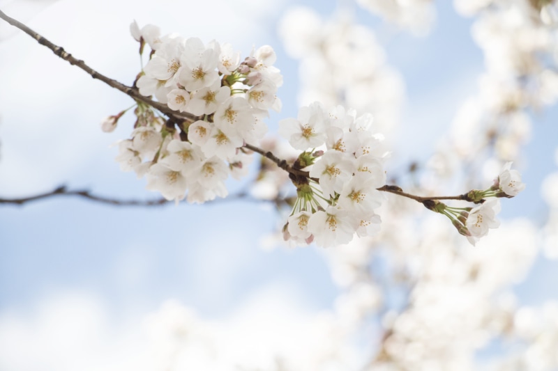 tree, no people, beauty in nature, focus, flowers, bloom, white, photo, cherry, flower head, flowering plant, outdoors, day, branch, vulnerability, growth