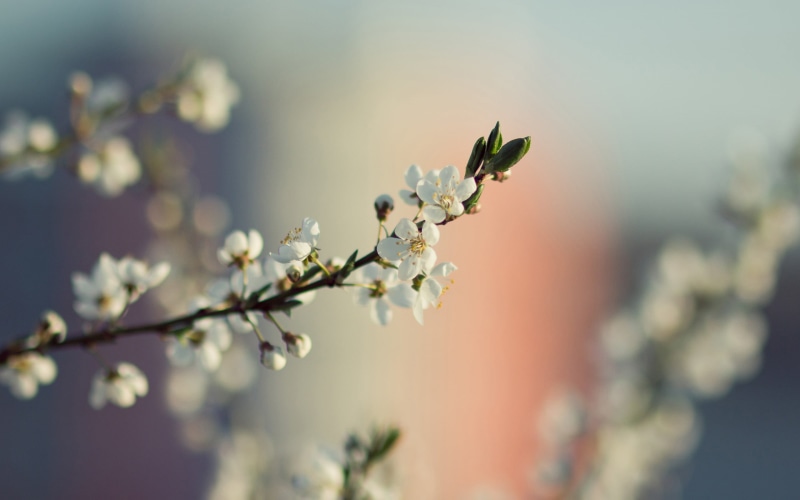 sky, bud, white, focus, blossoms, photography, season, cherry, focus on foreground, botany, defocused, plant, japan, no People, outdoors, leaf, twig, tree