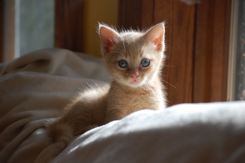 portrait, indoors, domestic cat, domestic, feline, mammal, kitten, cat, 1080P, domestic animals, one animal, vertebrate, cushion, white, animal themes