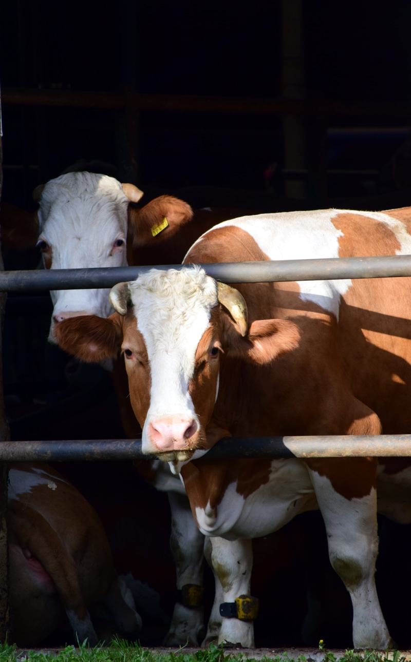 cattle, mature adult, domestic, domestic Cattle, dairy Farm, anklet, Cowshed, vertebrate, shed, 5K, indoors, pasture, bavaria, Cow, animal, milk, housing