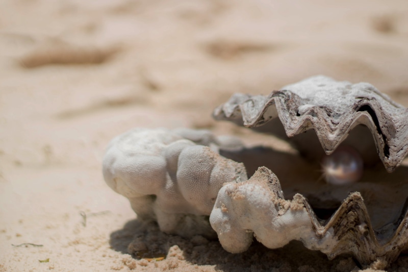 open, animal, fund, land, photography, focus on foreground, rhinestone, light, diving, no people, shell, shimmer, jewellery, animal head, to find, animal wildlife