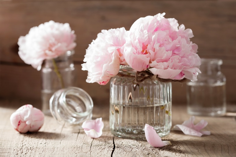 plant, bouquet, petals, softness, 5K, pink Color, beauty, pink, vase, beauty in nature, white, nature, backgrounds, arrangement, decoration, flower arrangement