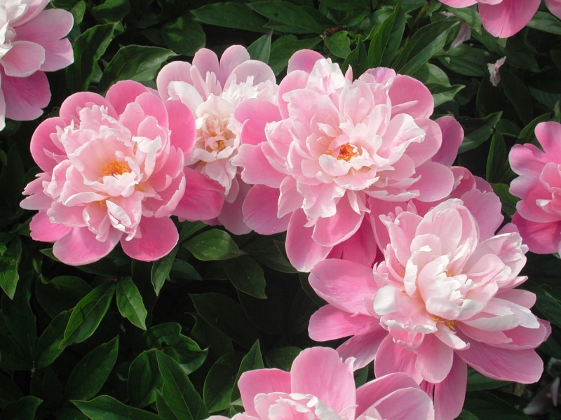 white, foilage, 1080P, pink, peonies, 3d and abstract