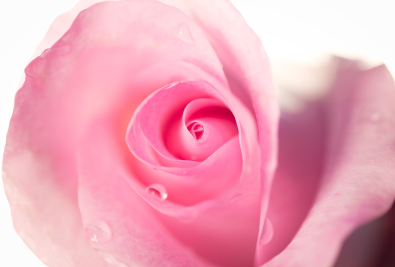 Pink Rose, close-up, rose  pink, closeup, rose, macro, pink Color, Peony, flower, petal, plant, 5K, photo, rose - Flower, nature