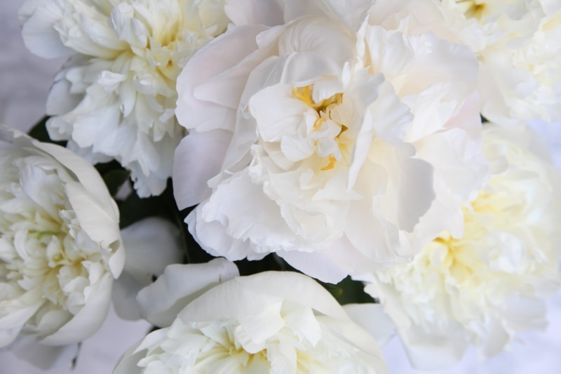 backgrounds, 2K, peony, freshness, flowering plant, white color, flower head, inflorescence, canada, beauty in nature, vulnerability, petals, rose, softness