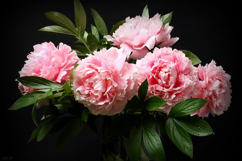 pink, the dark background, 1080P, peonies, Alexander Razgulyaev, bouquet