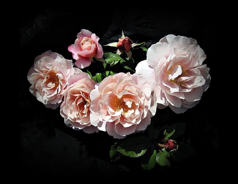 flower arrangement, nature, bunch of flowers, arrangement, white, red, high angle view, close-up, pink Color, rose, summer, flower, freshness, vulnerability
