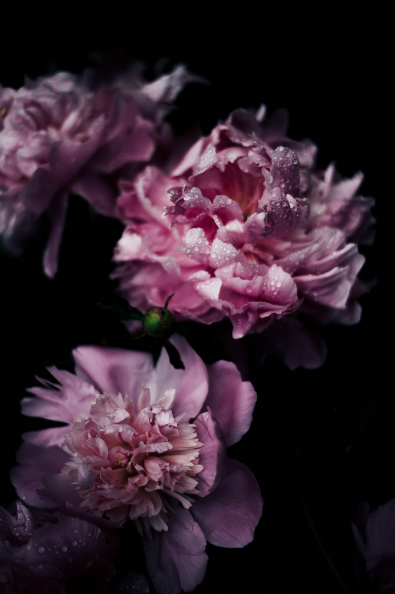 nature, blossom, indoors, plant, purple, petal, freshness, close-up, softness, no people, black background, studio shot, bunch of flowers, flowers, bouquet
