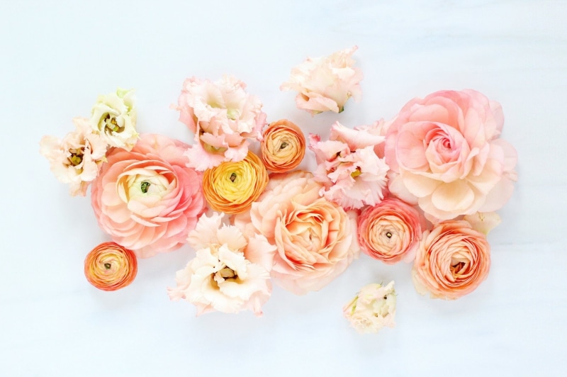 Peony, Pastel, Ranuncula, Flowers, 1080P, Pink Flower, Peach Flower, Flower, Earth