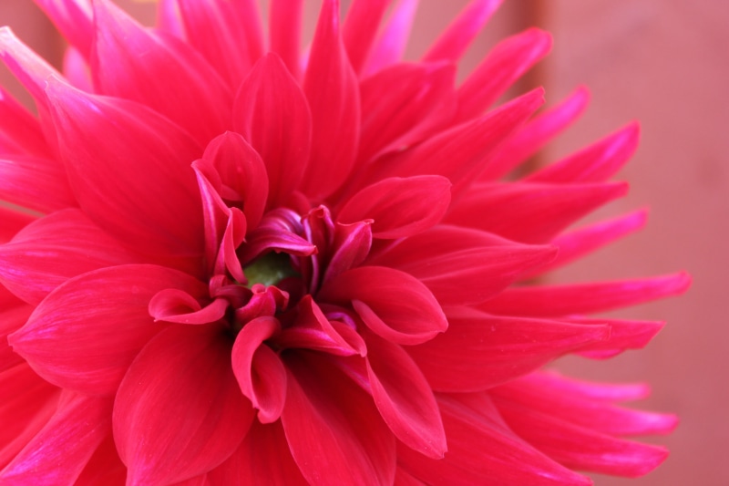 flowers, growth, beauty in nature, pink, macro, inflorescence, full frame, vulnerability, pink color, day, flower, dahlia, outdoors, freshness, fragility