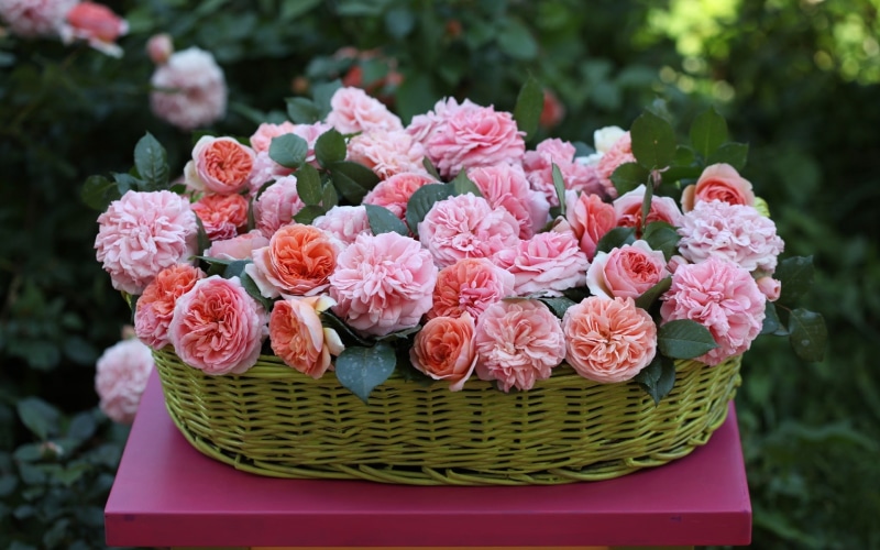 1080P, Pink, Flowers, Rose, Basket