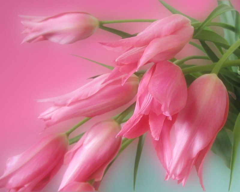 inflorescence, flower, flower head, soft focus, petal, green, freshness, flowering plant, nature, studio shot, plant, bunch of flowers, blossom, fragility