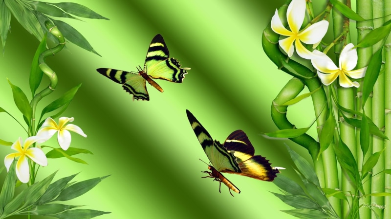 frangipani, butterflies, butterfly, 1080P, plumeria, bamboo, bright, tree, green, 3d, firefox persona, shiny