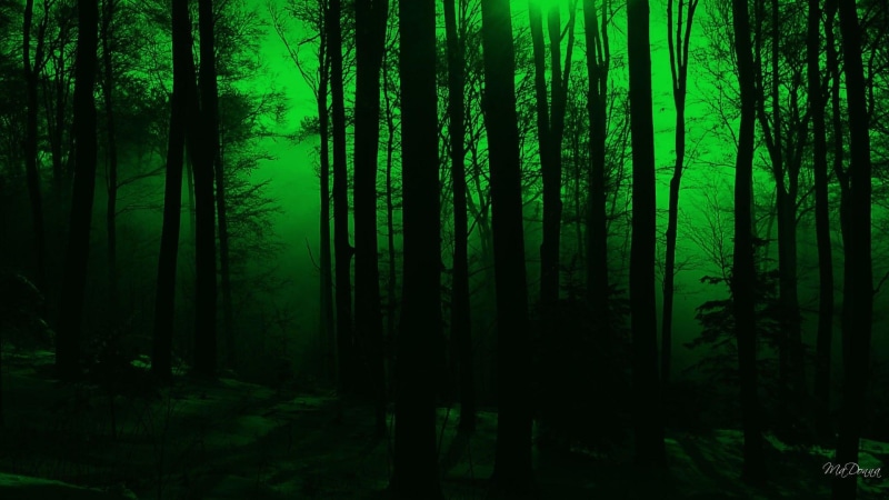 green, magical, 3d and abstract, widescreen, 1080P, firefox persona, forest, mystical, fantasy