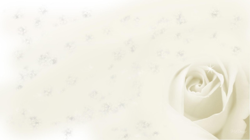 dainty, flower, innocence, white, 3d and abstract, widescreen, rose, 1080P, firefox persona
