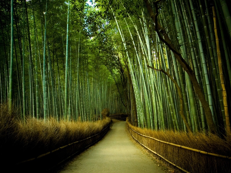 diminishing perspective, bamboo - plant, no people, the way forward, direction, nature, tree, green color, tranquility, footpath, day, 2K, outdoors, plant