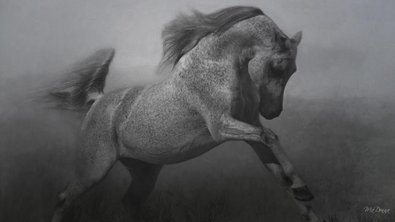 widescreen, black and white, 1080P, running, white, black, horse, animals, abstract, firefox persona