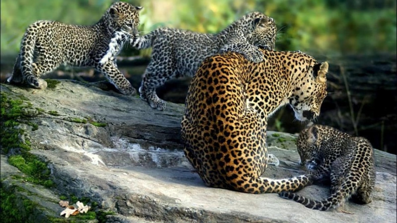 leopard, nature, mother, animals, wildlife, jaguar, cubs, lion, panther, big cats, 1080P, anima, tiger, baby animals