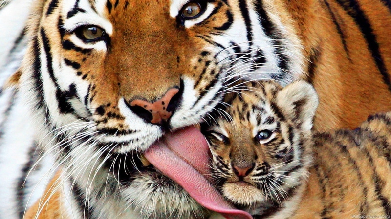 mom, cub, wildlife, beautiful, animals, 1080P, tiger