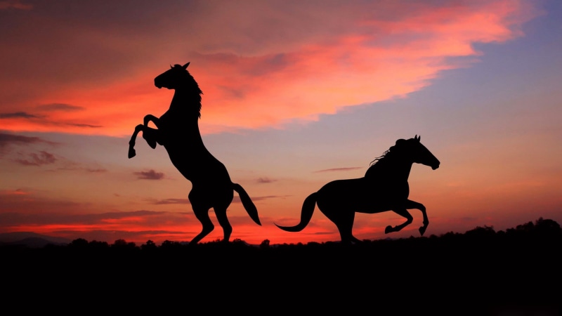 togetherness, adult, fun, young Adult, domestic, silhouette, group of animals, females, nature, sunlight, beauty In Nature, twilight, freedom, friendship