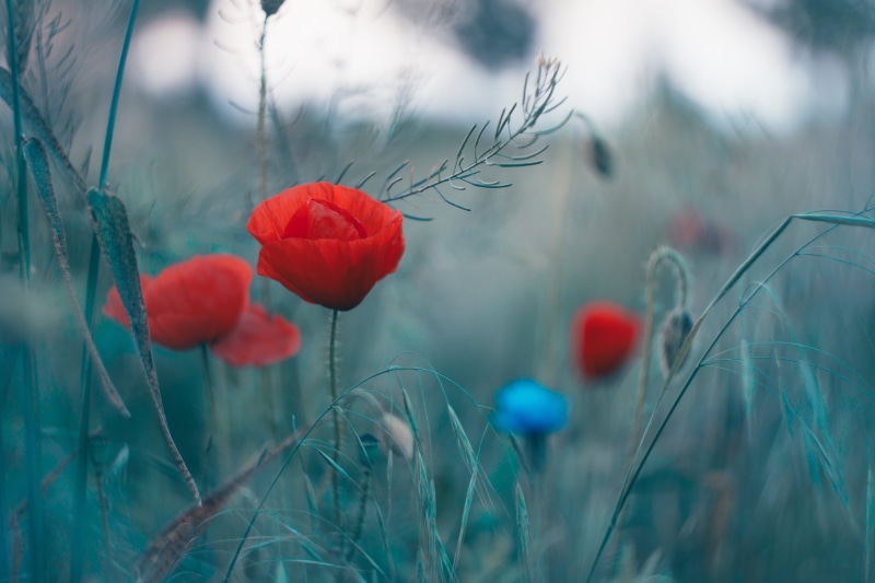 springtime, flowers, red, bokeh, selective, nature, Helios, Poppy flowers, photography, landscape, M42, poppy, season, beauty In Nature, meadow, summer