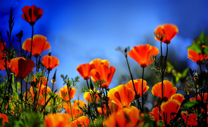 orange, inflorescence, fragility, 2K, hdr, beauty in nature, no people, outdoors, flowerbed, Nature, petal, sky, growth, freshness, Flowers, flower head