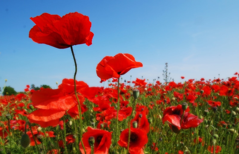 bed, poppies, poppy, beauty In Nature, sky, red Poppies, flowers, plant, outdoors, red, field, summer, meadow, springtime, nature, flower, 2K, rural Scene