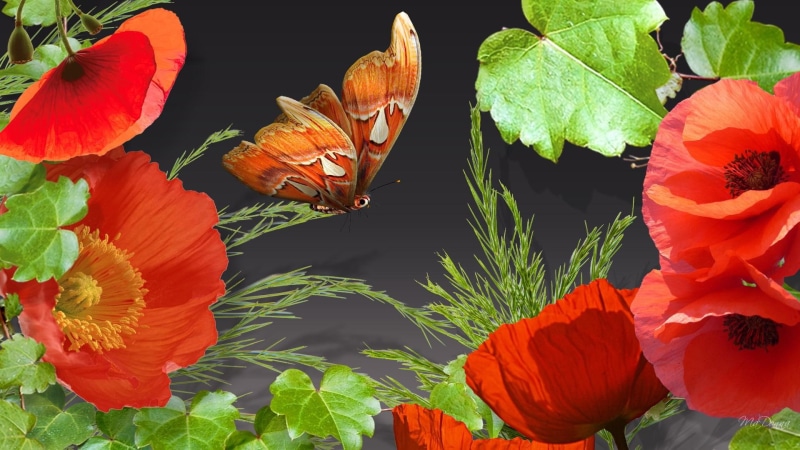 orange, brown, floral, black, white, vine, 1080P, poppies, green, grass, firefox persona, butterfly, red, spring, flowers, ivy