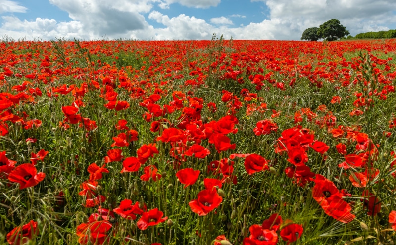 Nature, fragility, 5K, red, vulnerability, bluesky, beauty in nature, flora, plant, outdoors, Poppies, flowerbed, freshness, flower head, Landscape, Poppy
