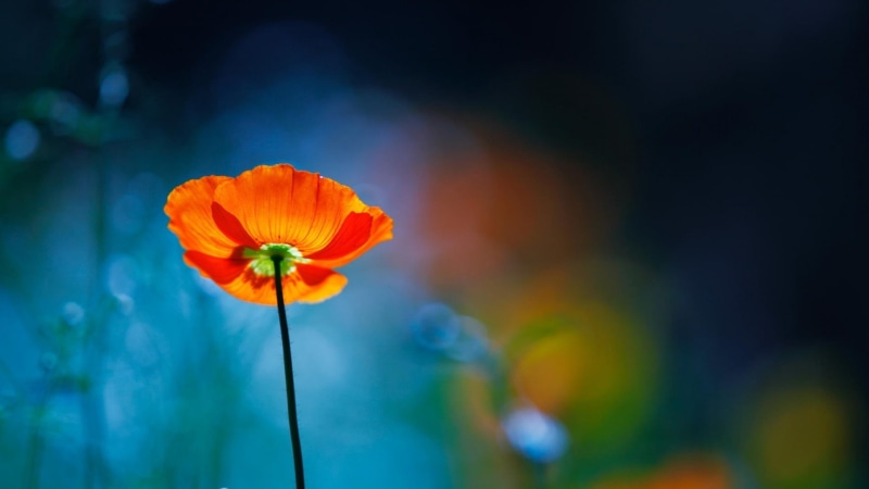 plants, beauty in nature, outdoors, petal, flower head, flowers, flower, nature, poppies, flowering plant, no people, orange color, plant stem, vulnerability
