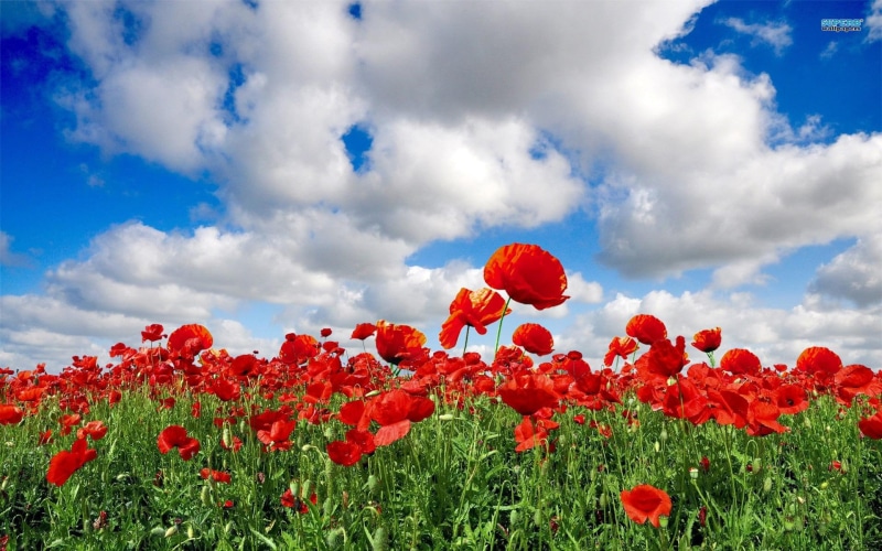 nature, 1080P, clouds, flowers, poppies, spring, fields, poppy, enchanted, nature and landscapes
