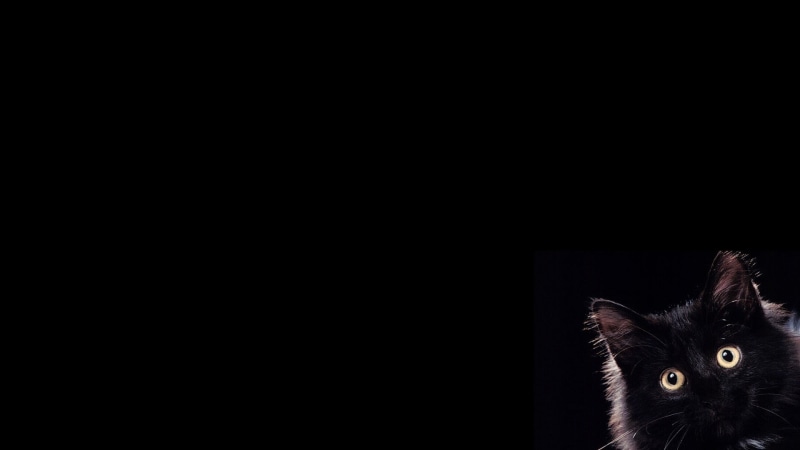 cat, whisker, 1080P, indoors, animal body part, no people, copy space, black, black background, animal eye, one animal, pets, domestic, vertebrate, animal