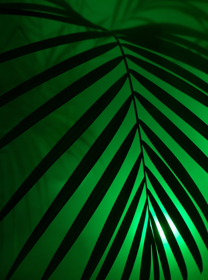 diffuse, striped, night, plant part, full frame, nature, frond, summer, outdoors, neon lights, schemes, growth, lighting, backgrounds, artificial, neon light