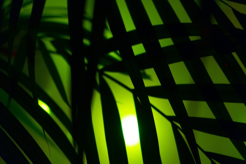 background, neon lights, Hipster, shadow, yukka, tree, color, series image, lighting, silhouette, green color, night, leaves, art, lamp, plant, disco, linear